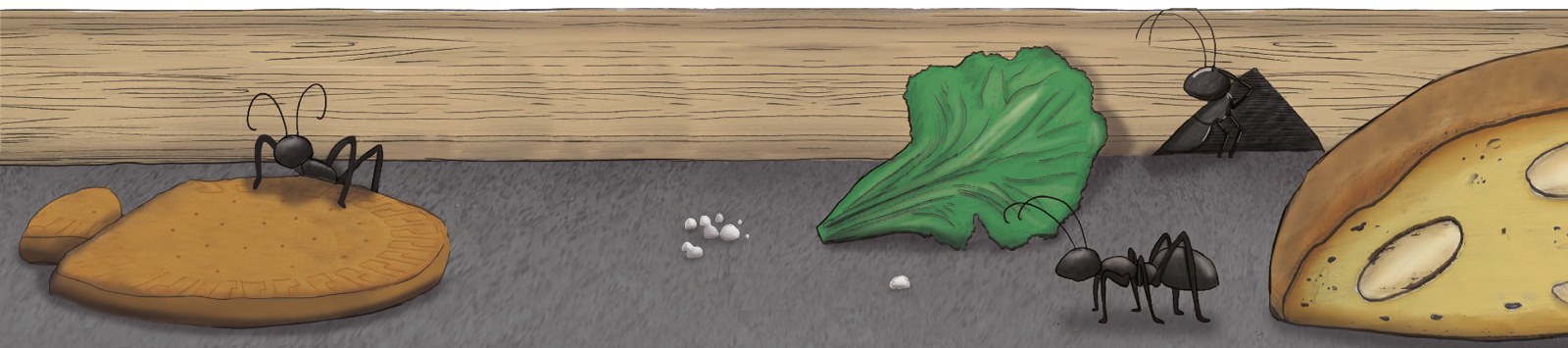 Formigues a la Cuina — il·lustració 3